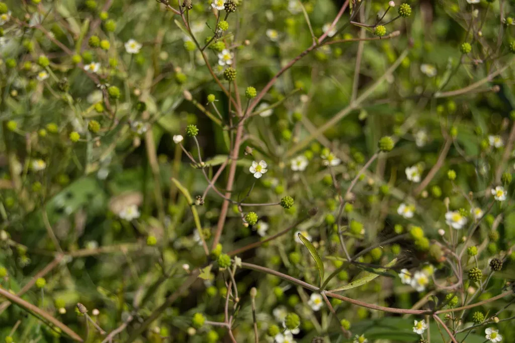 Ranunculus Apiifolius