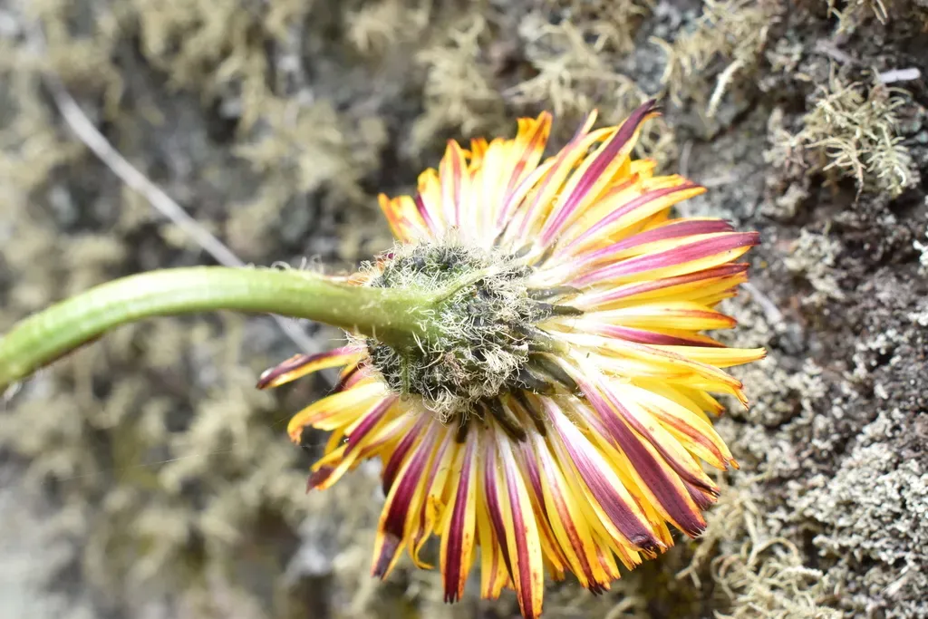 Hypochaeris Scorzonerae