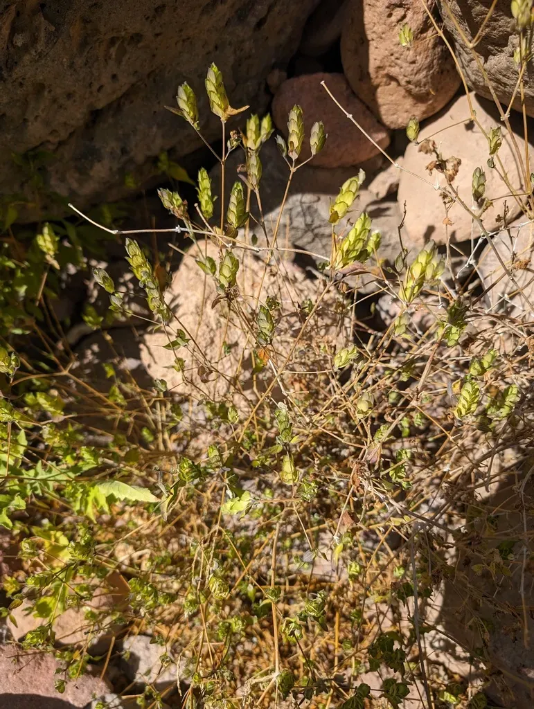 Tetramerium Fruticosum