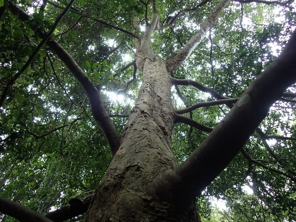 Red-fruited White-stinkwood
