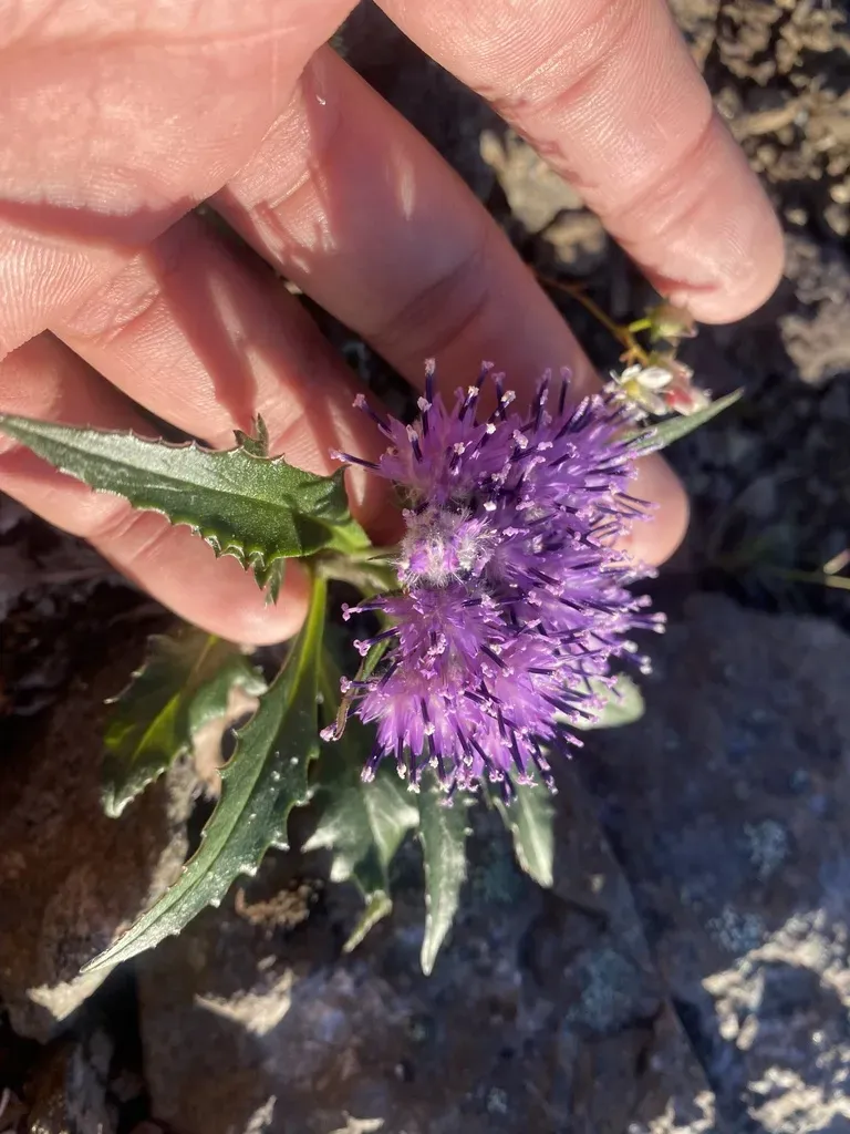 Saussurea Denticulata
