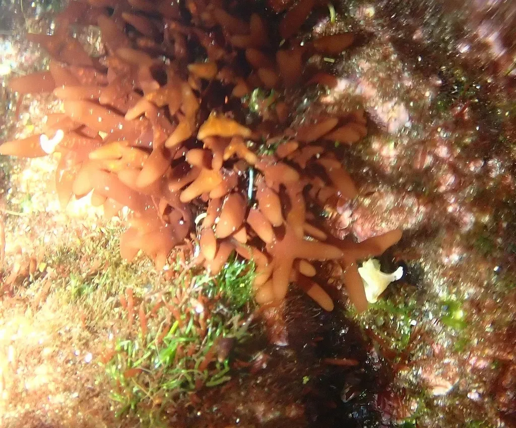 Grateloupia Imbricata