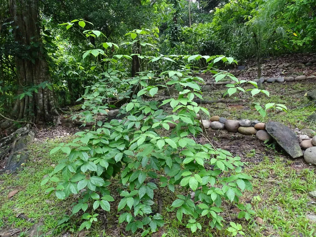 Anemopaegma Orbiculatum