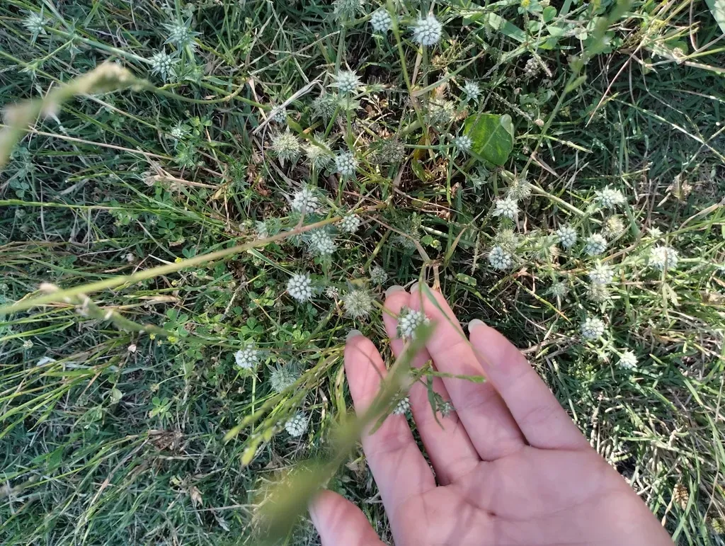 Eryngium Nudicaule