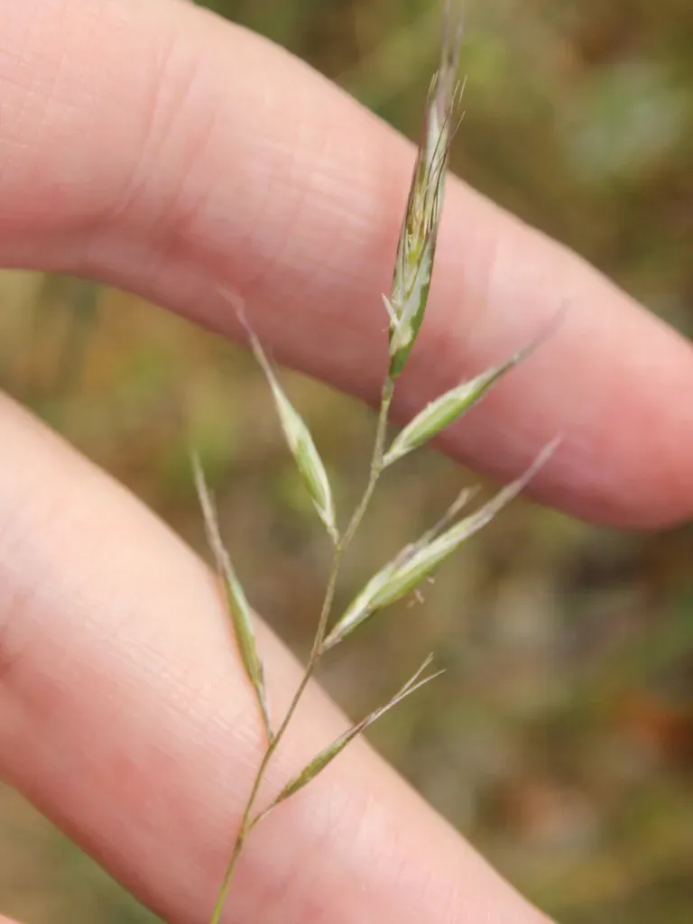 Wallaby Grass