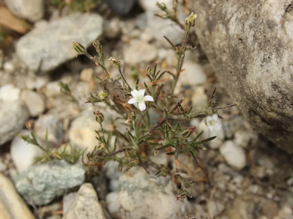 Gypsophila Australis