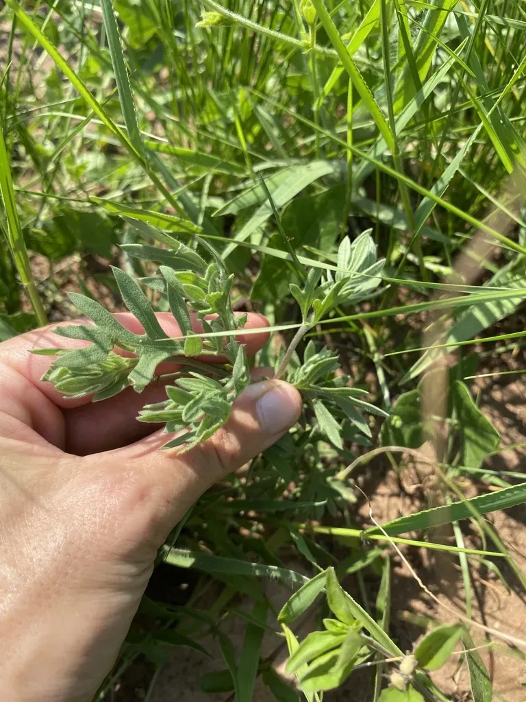 Schistostephium Crataegifolium