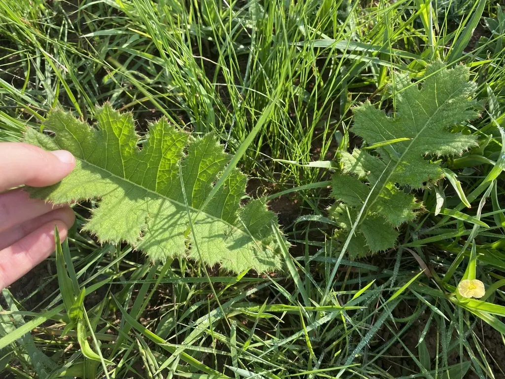 Umbel African Thistle