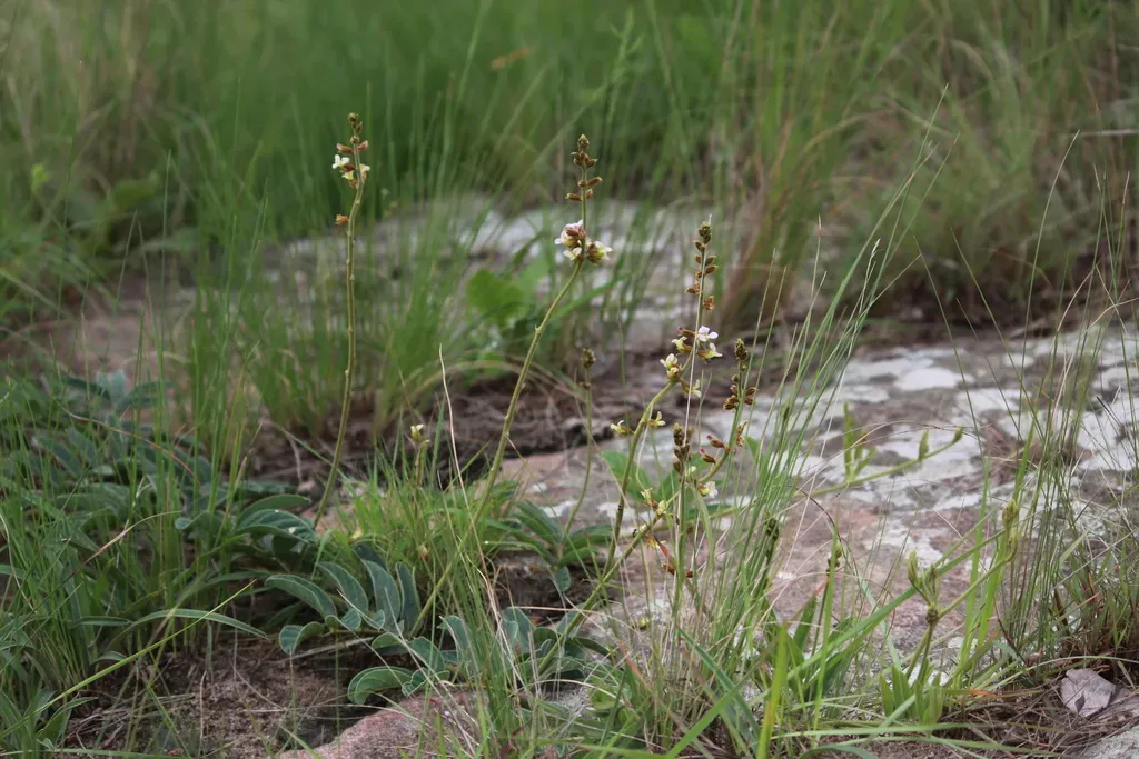 Ophrestia Oblongifolia