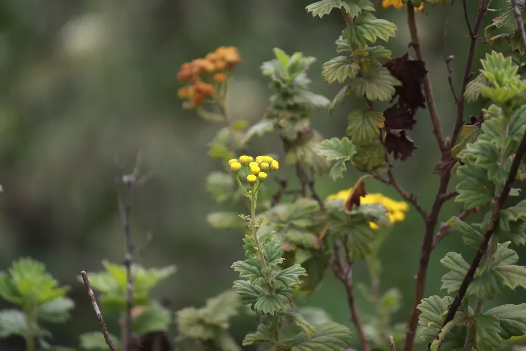 Schistostephium Rotundifolium