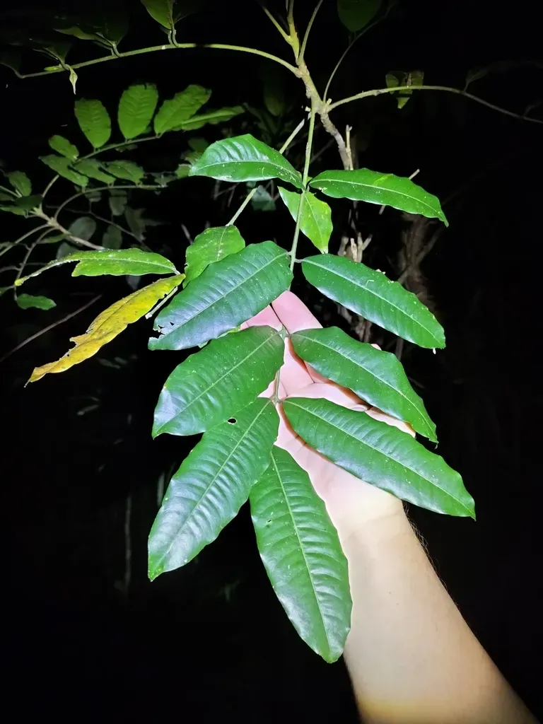 Dysoxylum Oppositifolium