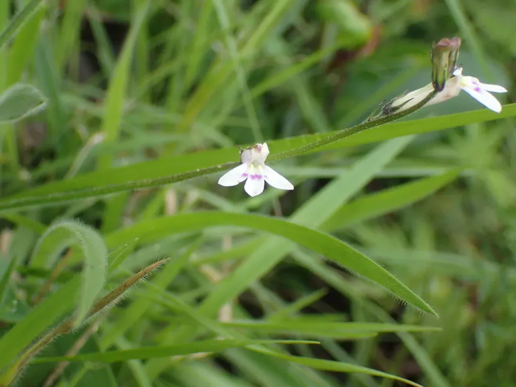 Wing White Lobelia
