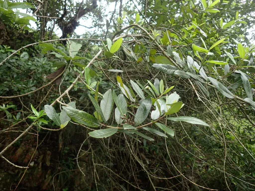 Pambati Tree