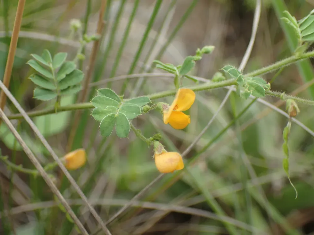 Aeschynomene Brevifolia