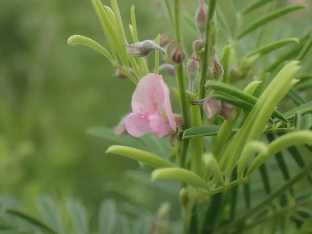 Pioneer Hoarypea