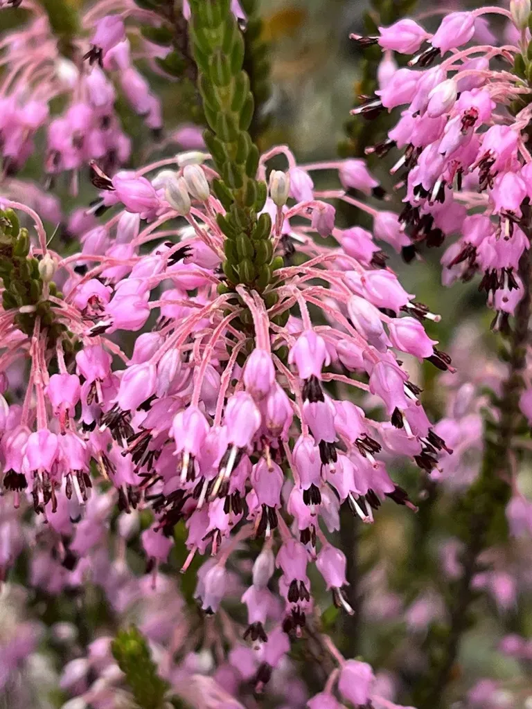 Erica Scytophylla