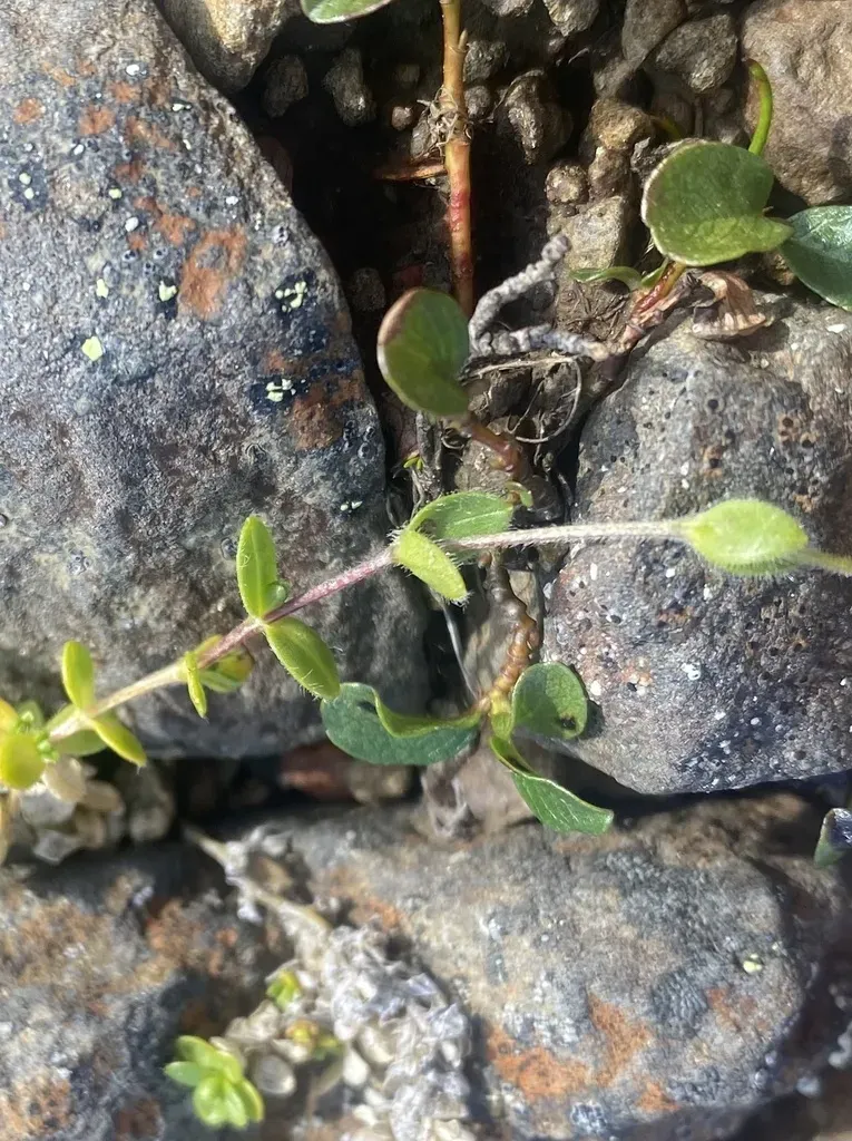 Regel's Chickweed