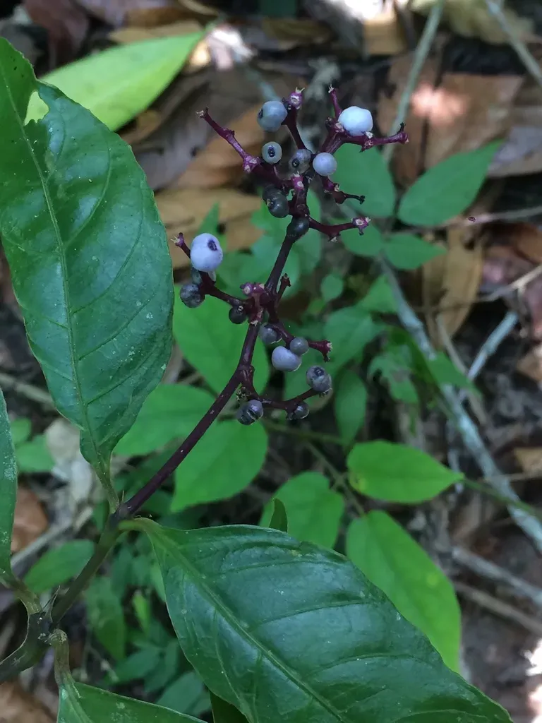Nodding Wild Coffee