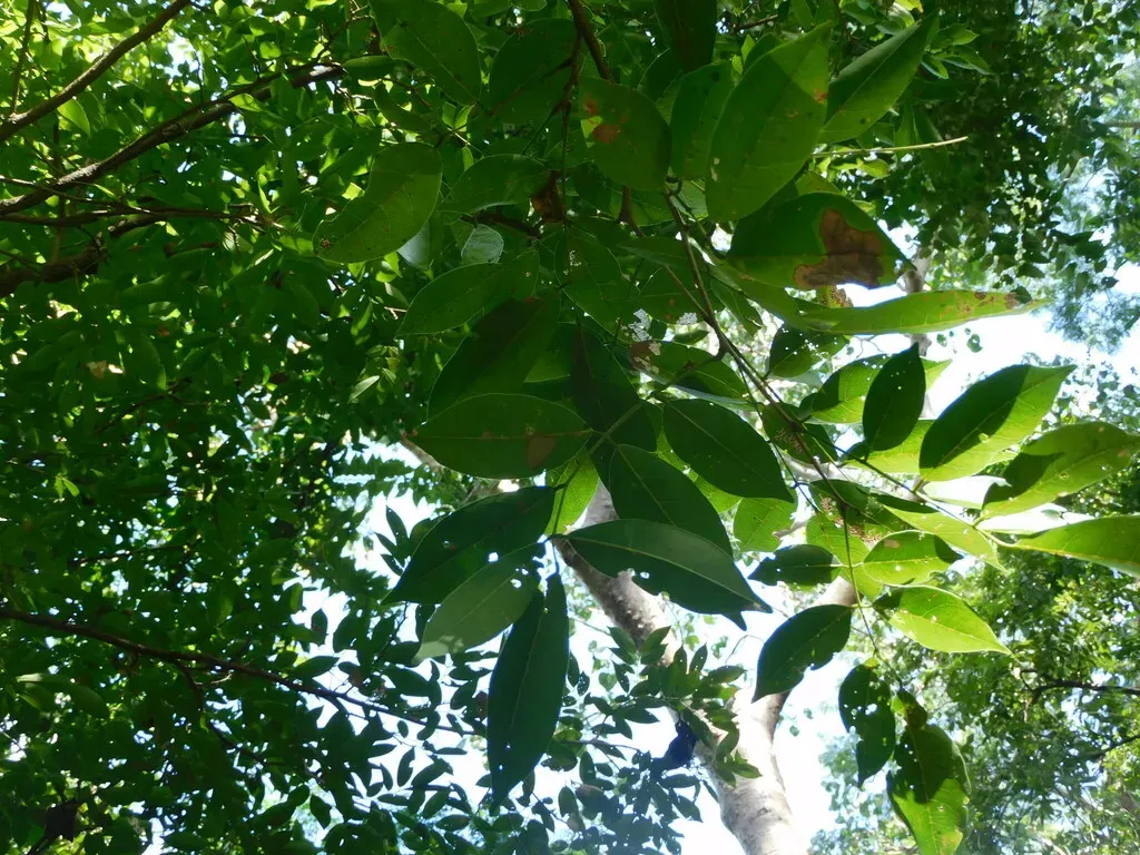 Pterocarpus Acapulcensis