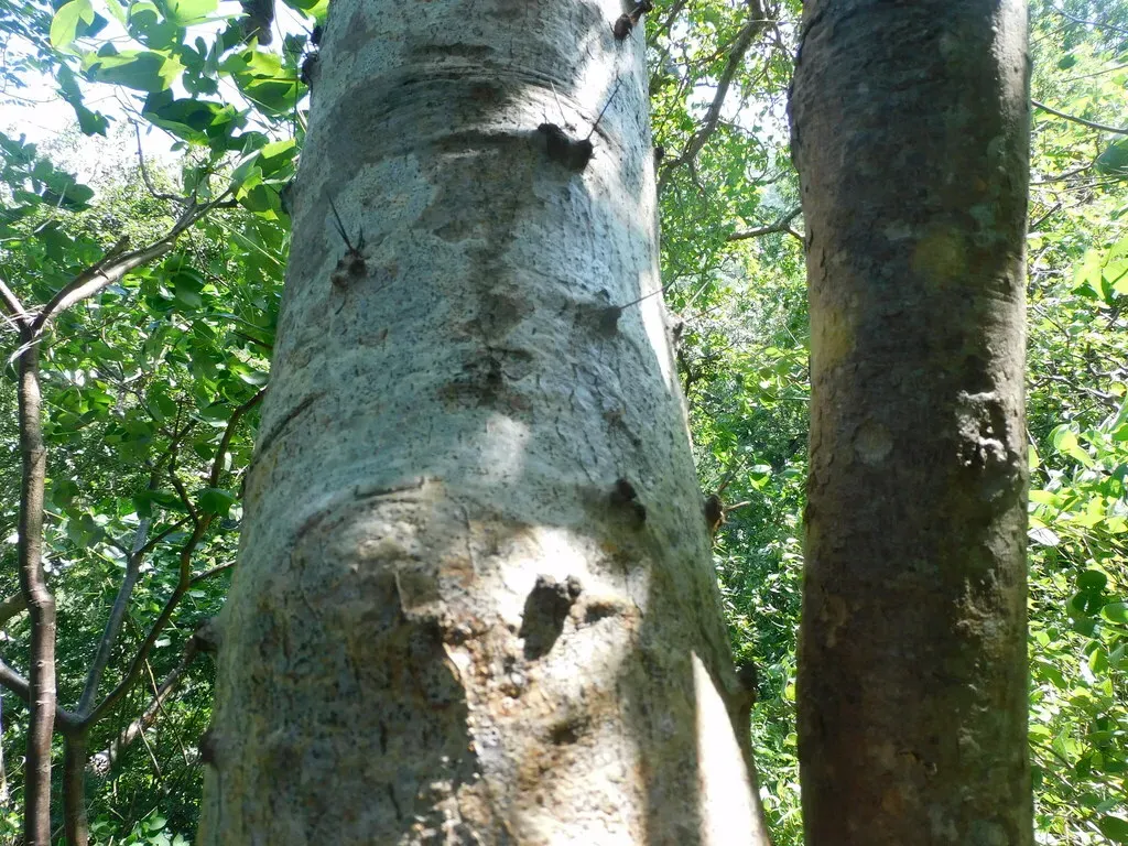 Leuenbergeria Guamacho