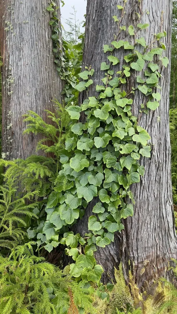 Azores Ivy
