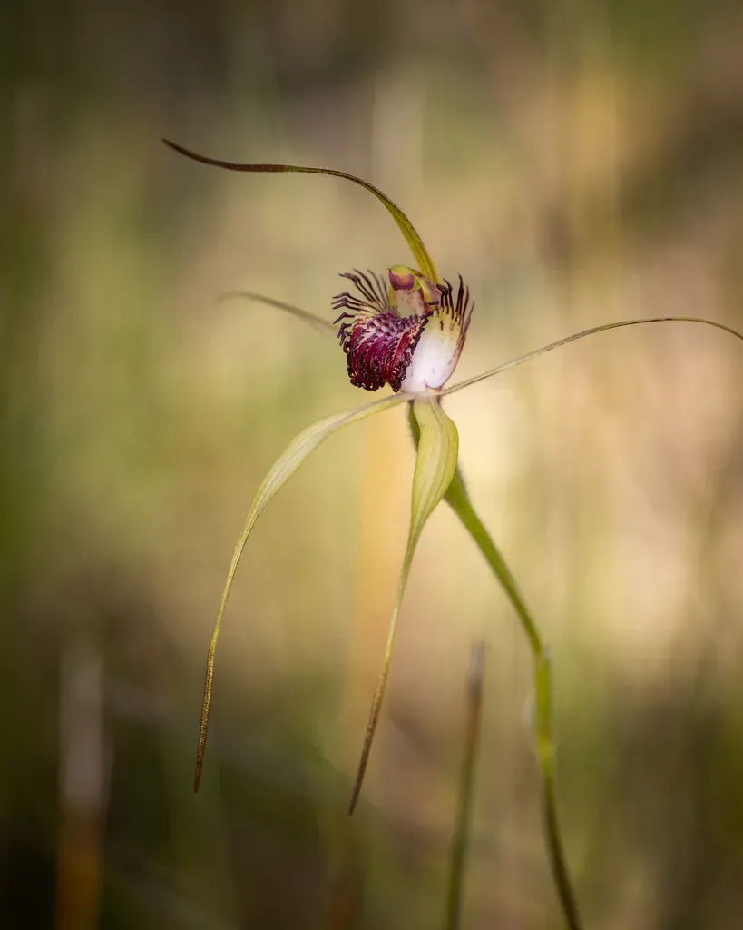 Swamp Spider Orchid