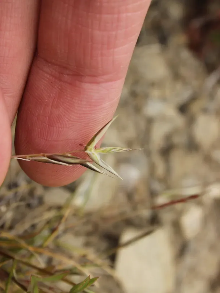 Rytidosperma Maculatum