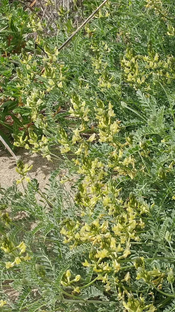 San Clemente Island Milkvetch