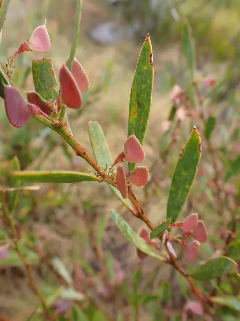 Blunt-leaf Bitter-pea