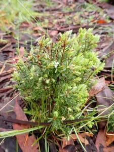 Mountain Beard-heath