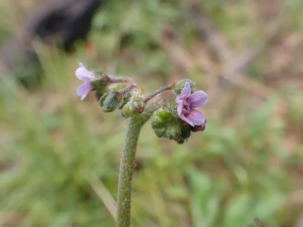 Australian Hound's Tongue