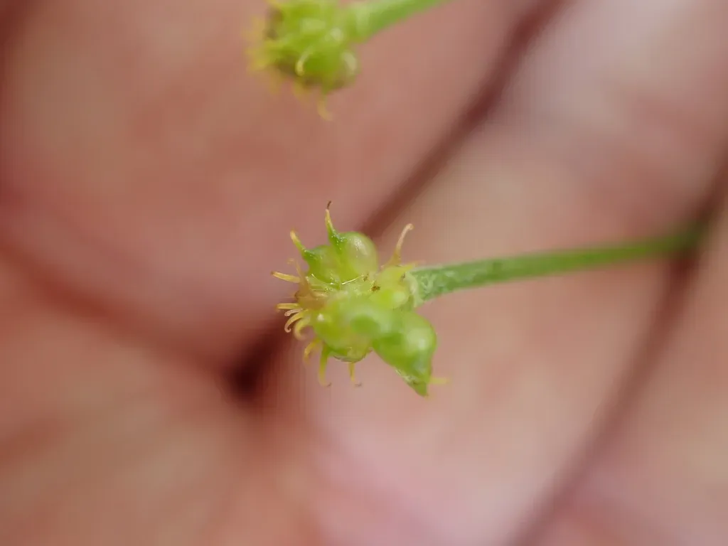 Hairy Buttercup