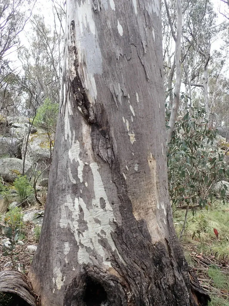 Mountain Gum