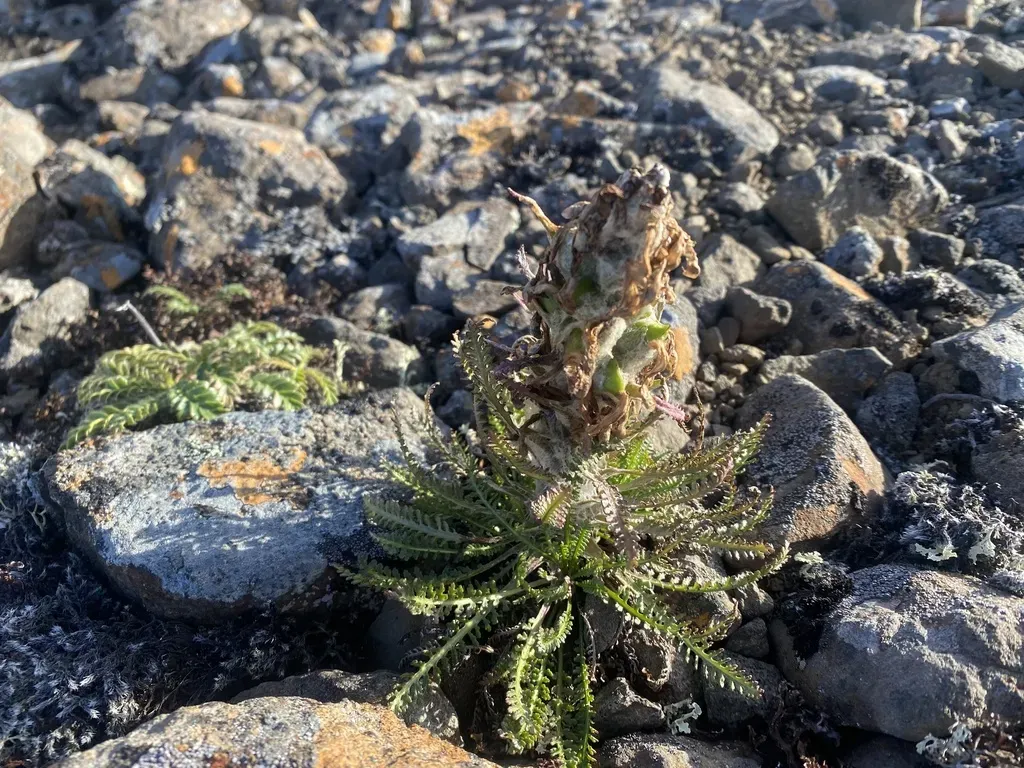 Pedicularis Alopecuroides