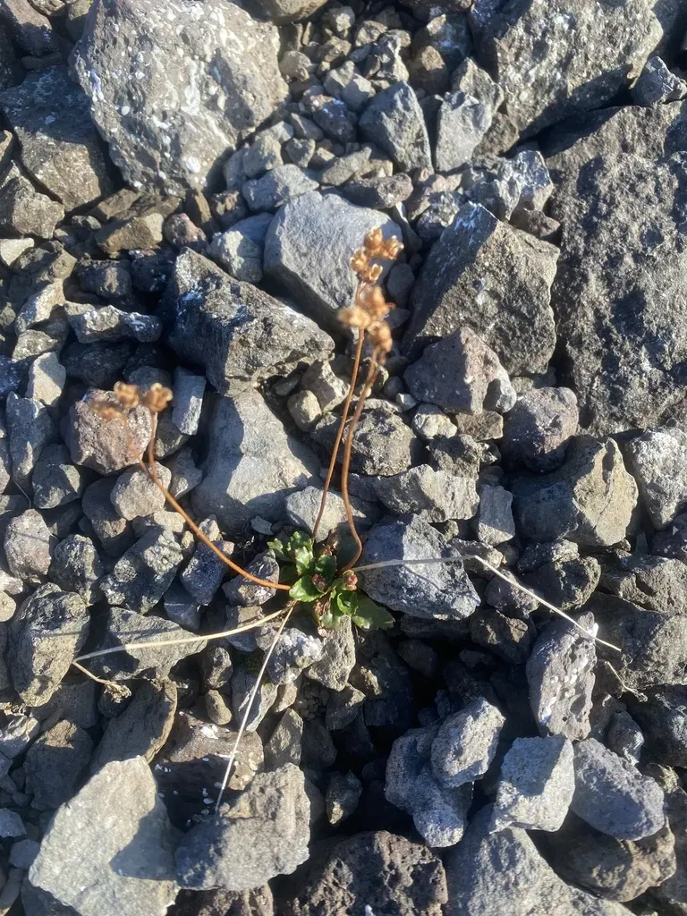 Ottertail Pass Saxifrage