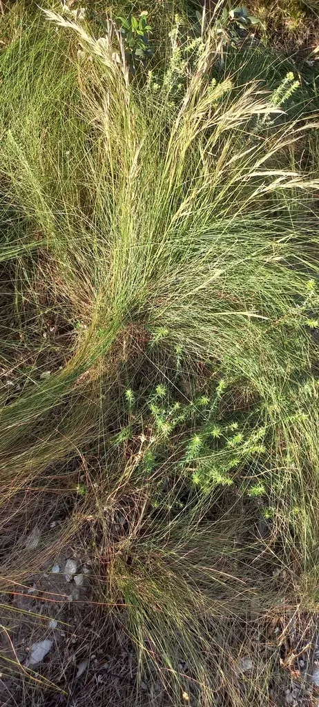 Cape Wire Grass