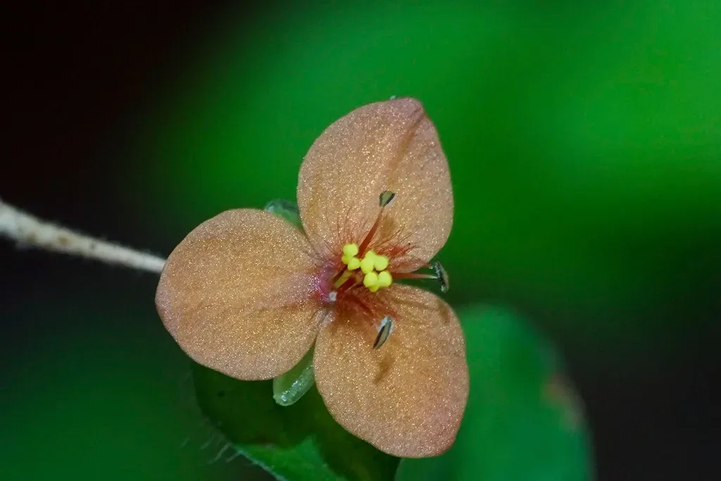 Few Flowered Dewflower