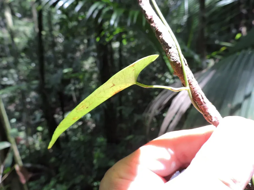 Disciphania Contraversa