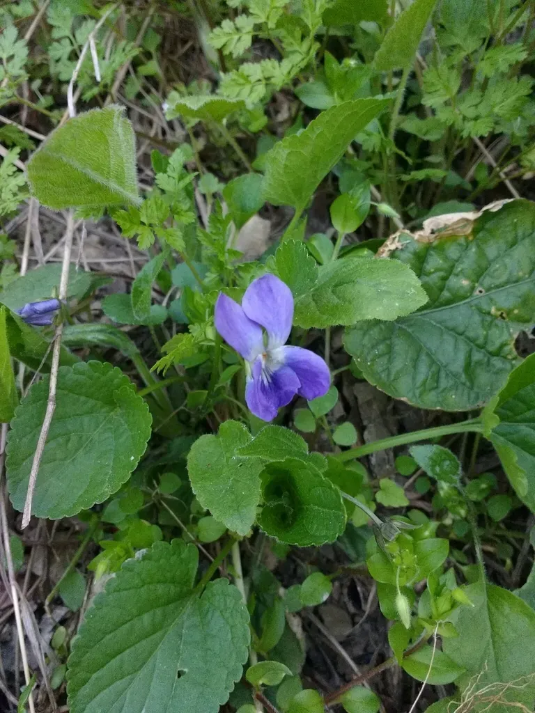 Russian Violet