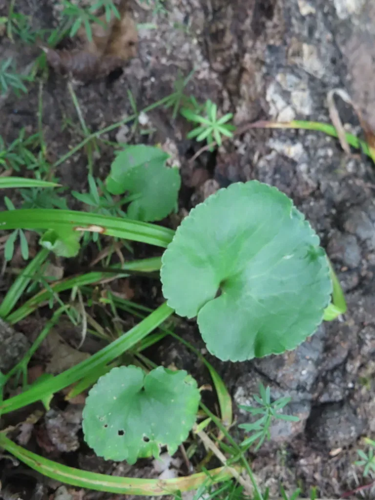 Littleleaf Buttercup