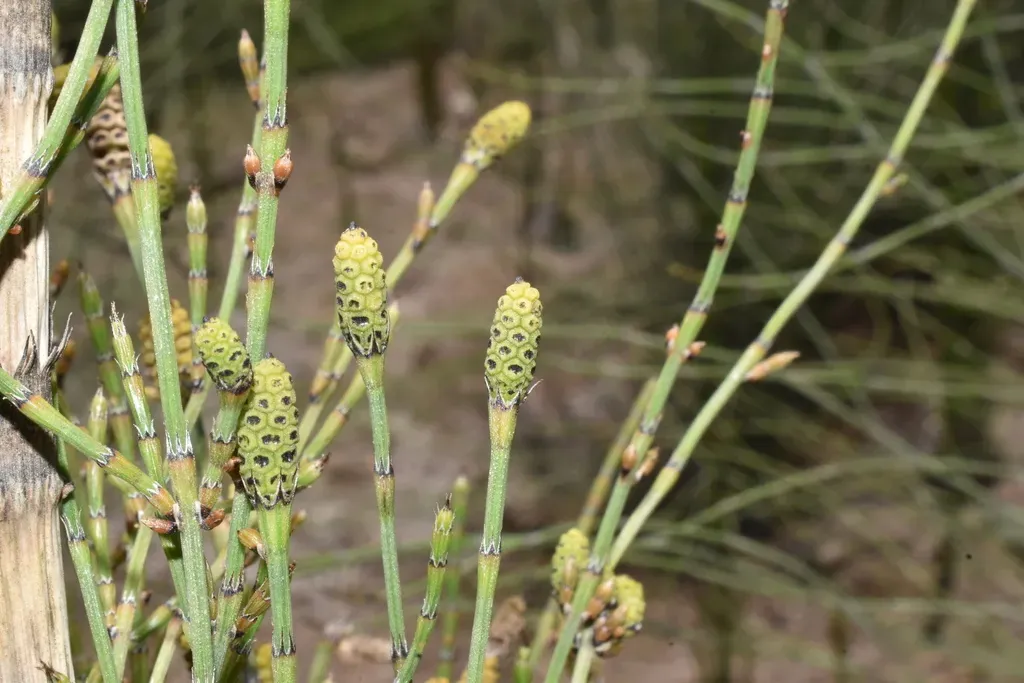 Atacama Desert Giant Horsetail