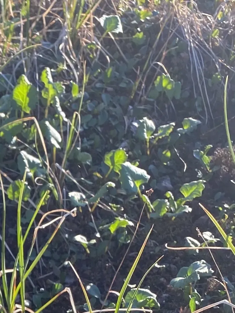 Endocellion Glaciale