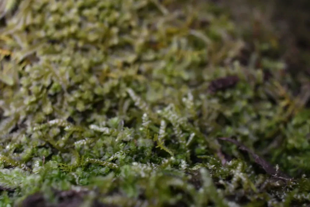 Lembophyllum Divulsum