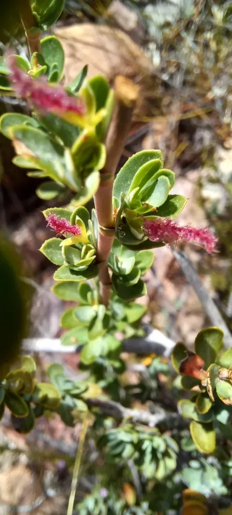 Cliffortia Mirabilis