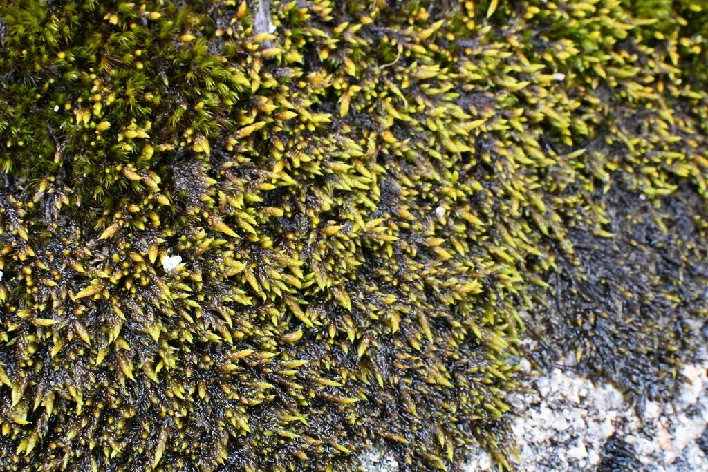 Rhacocarpus Purpurascens