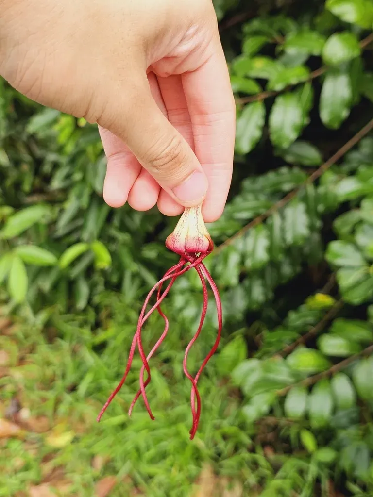 Strophanthus Caudatus