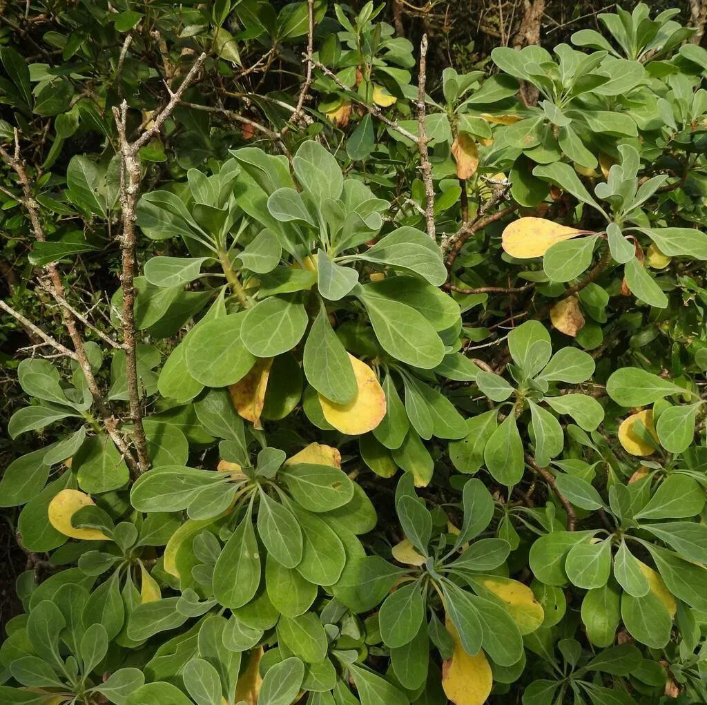 Thicket Baboon-cabbage