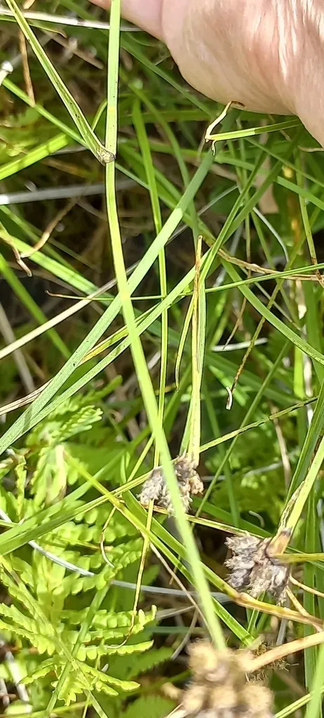 Fuirena Coerulescens