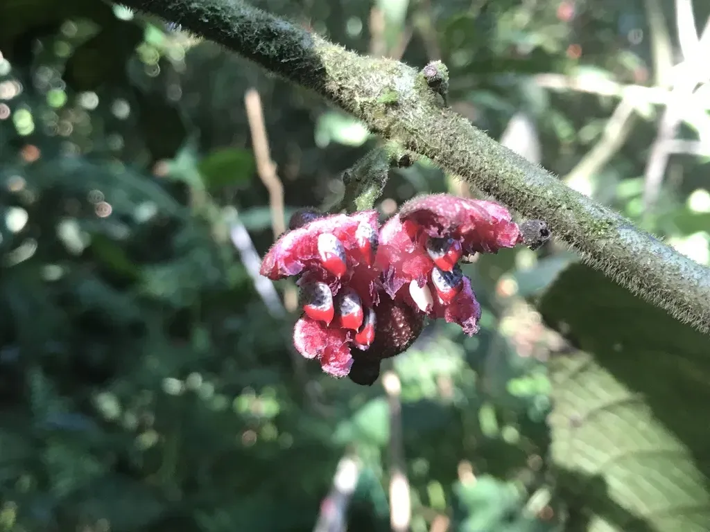 Siparuna Grandiflora