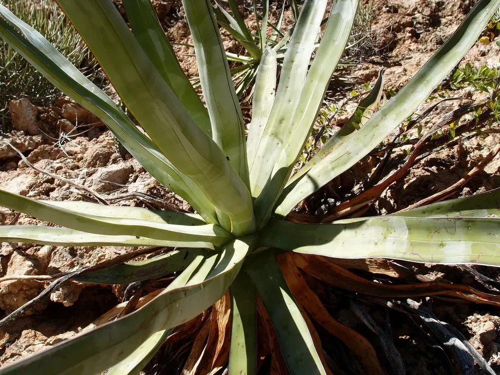 Agave Chrysoglossa